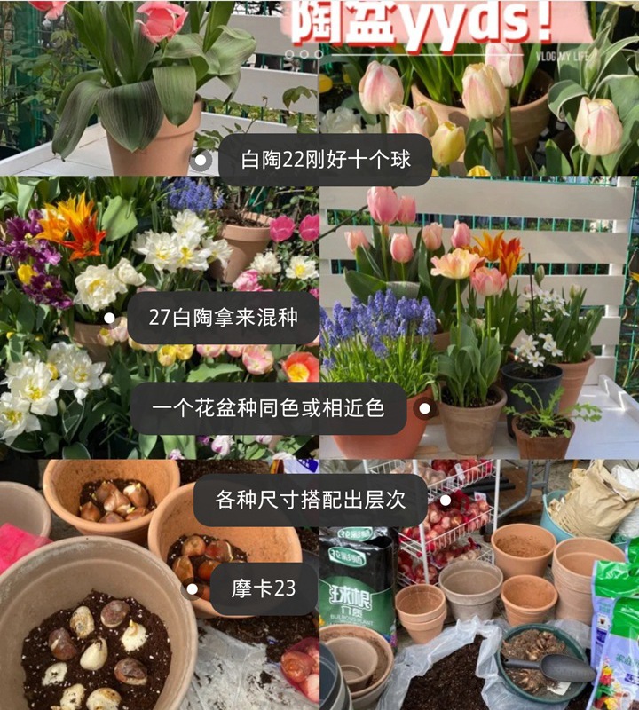 郁金香用什么盆种植,盆栽用什么土比较好 郁金香用什么盆种植,盆栽用什么土比较好