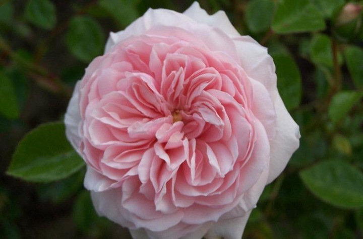月季花怎么修剪花枝 月季花怎么修剪花枝