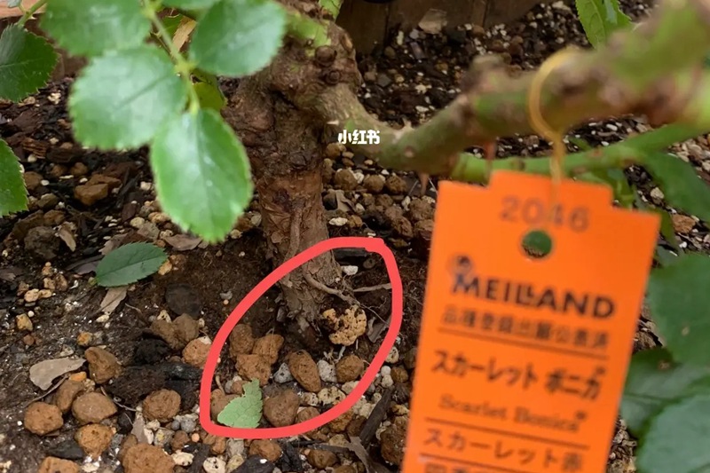 月季发现有根瘤如何处理(教科书级解决方案) 月季发现有根瘤如何处理(教科书级解决方案)