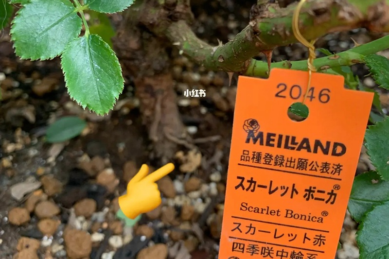 月季发现有根瘤如何处理(教科书级解决方案) 月季发现有根瘤如何处理(教科书级解决方案)