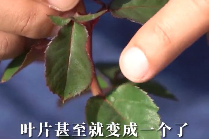 1636945270608362.jpg 女士时装.jpg