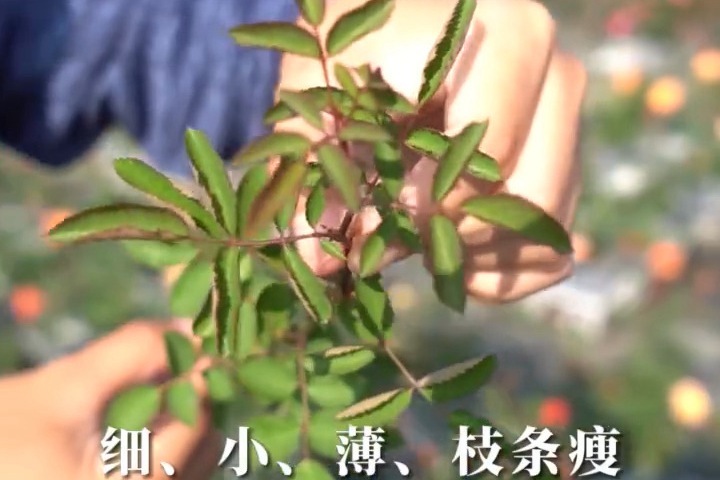 1636945279422672.jpg 蓝色阴雨.jpg