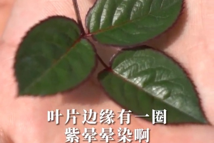 1636945309619338.jpg 杏子肥.jpg