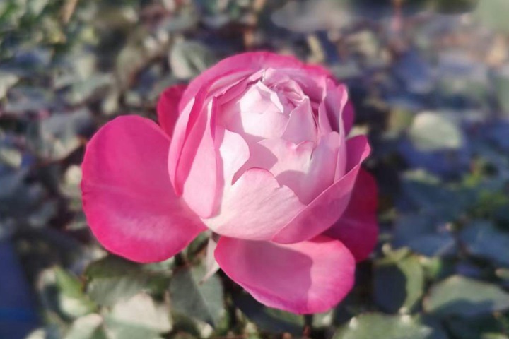 紫魂香水 紫魂香水