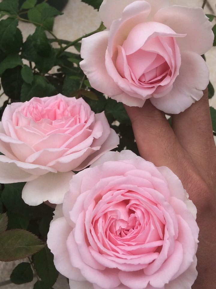婚礼盒 婚礼盒
