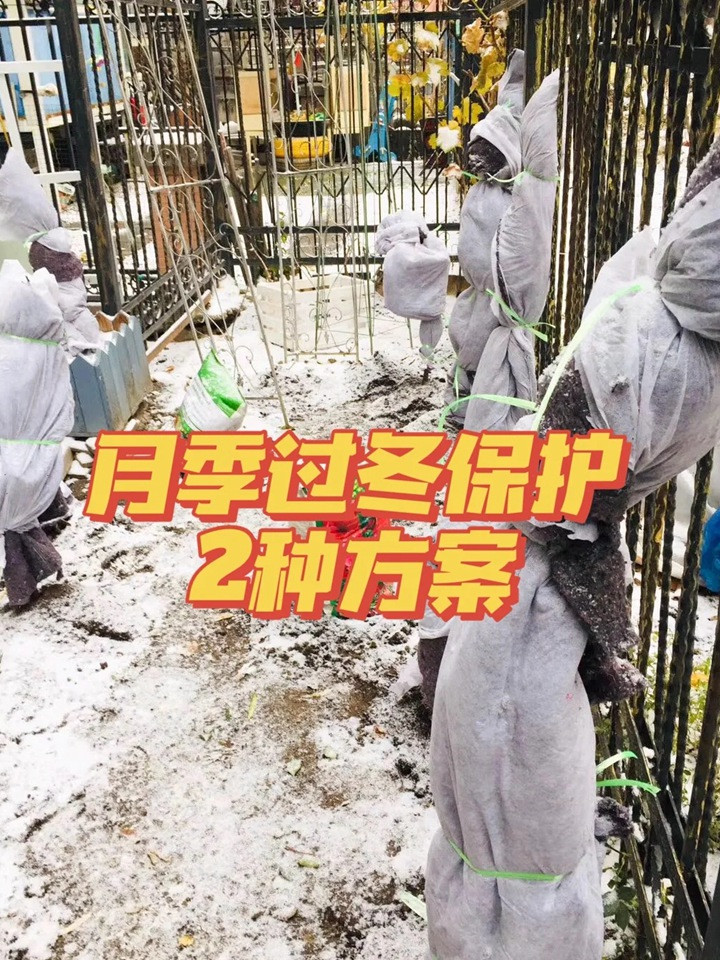 北方月季过冬的二种防寒措施 北方月季过冬的二种防寒措施