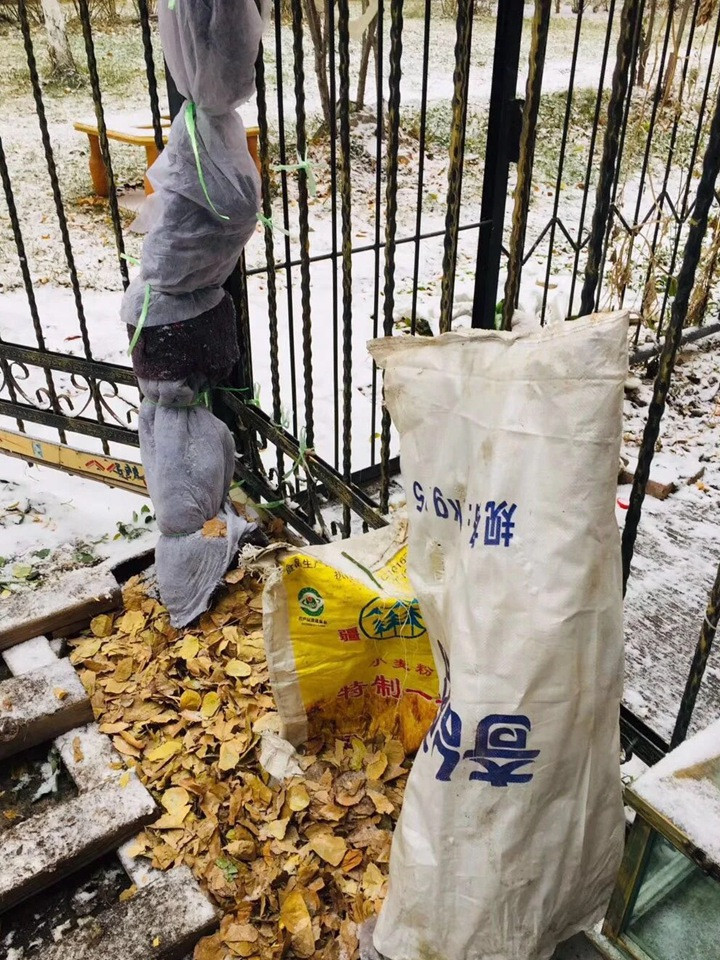 北方月季过冬的二种防寒措施 北方月季过冬的二种防寒措施