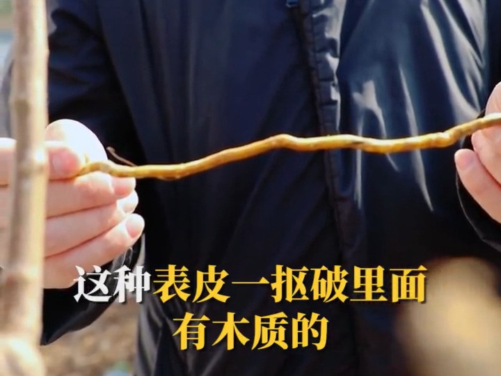 月季根系水份多少对于耐寒性的影响 月季根系水份多少对于耐寒性的影响