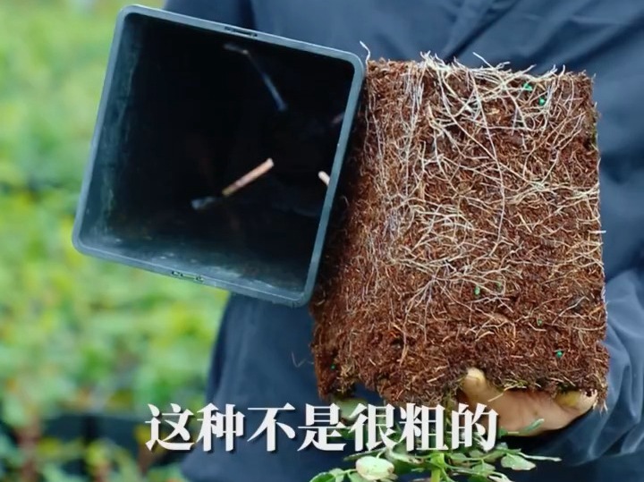 月季根系水份多少对于耐寒性的影响 月季根系水份多少对于耐寒性的影响