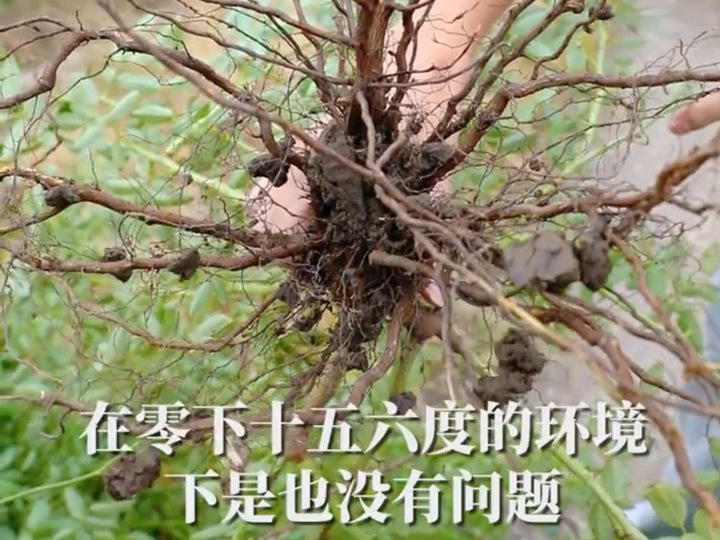 月季根系水份多少对于耐寒性的影响 月季根系水份多少对于耐寒性的影响
