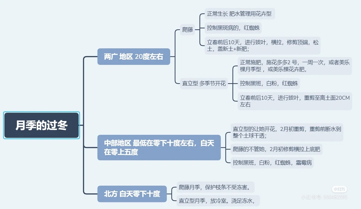 全国各地月季如何过冬(月季安全越冬的注意事项) 全国各地月季如何过冬(月季安全越冬的注意事项)