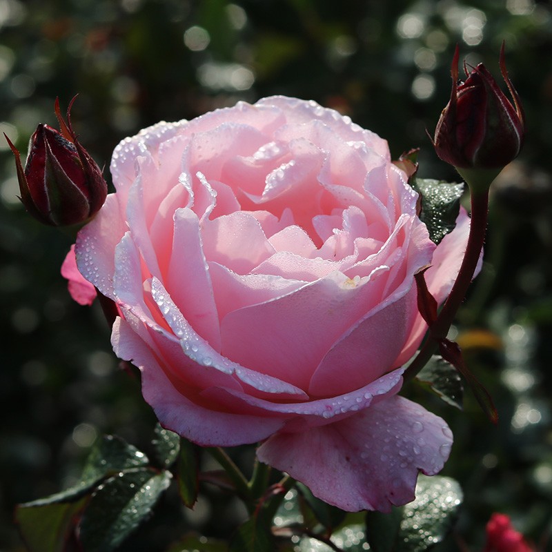 醉芙蓉月季 醉芙蓉月季