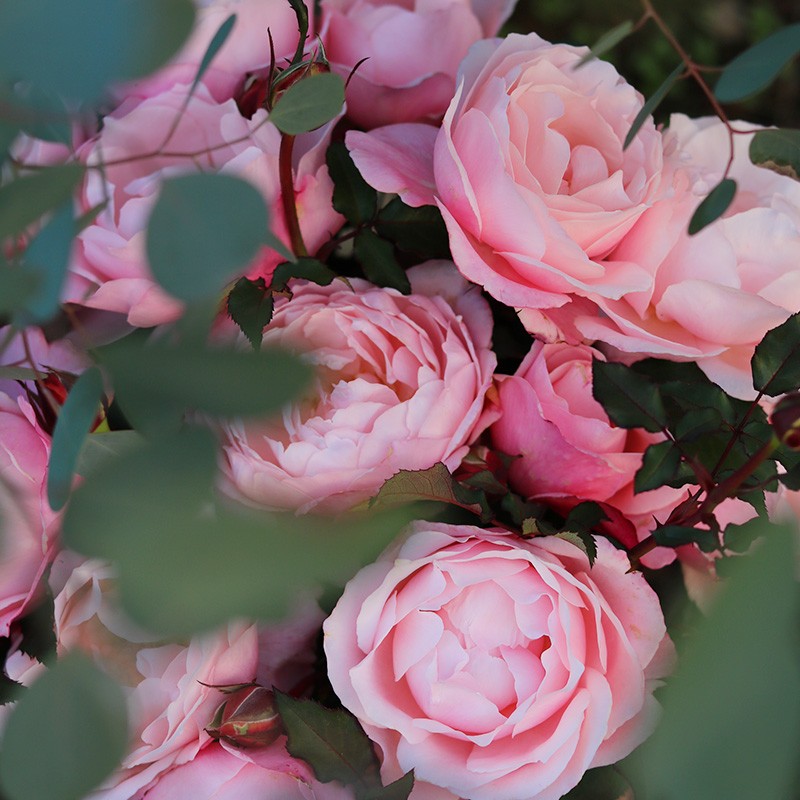 醉芙蓉月季 醉芙蓉月季