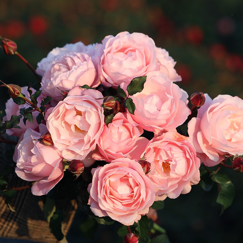 醉芙蓉月季 醉芙蓉月季