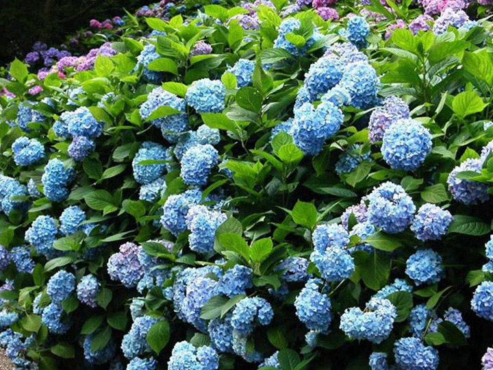 花园里常见的休眠植物有哪些 花园里常见的休眠植物有哪些