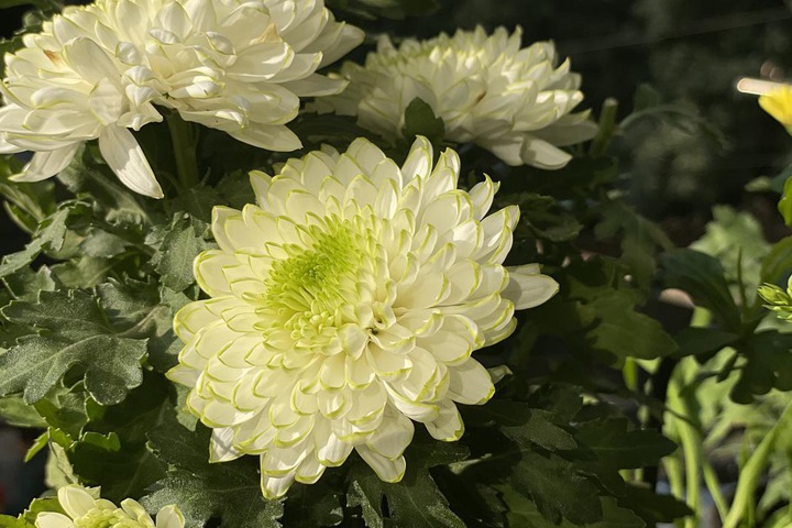 天赞菊 天赞菊
