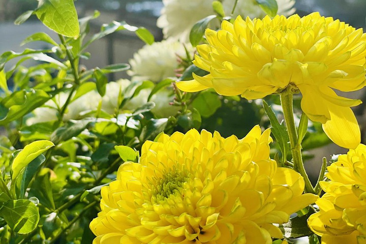 天赞菊 天赞菊