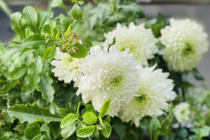 天赞菊 天赞菊