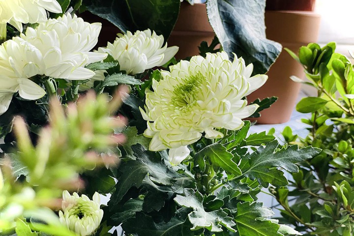 天赞菊 天赞菊