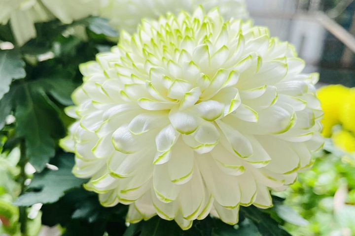 天赞菊 天赞菊