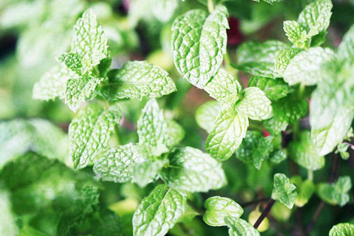 冬季花卉种植需要注意什么? 冬季花卉种植需要注意什么?