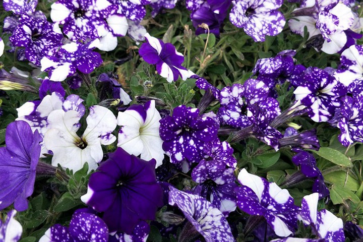 矮牵牛花从播种到开花要多久 矮牵牛花从播种到开花要多久