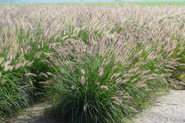 弯叶画眉草 湿地护坡草坪种什么品种好?