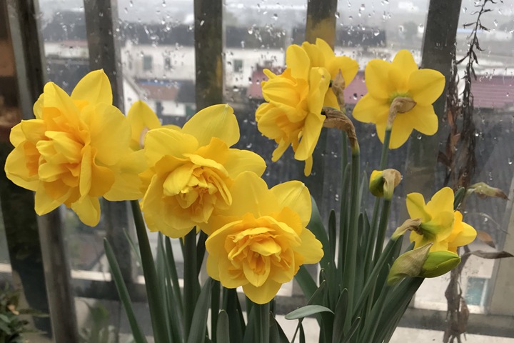 洋水仙的种植养护技巧 洋水仙的种植养护技巧