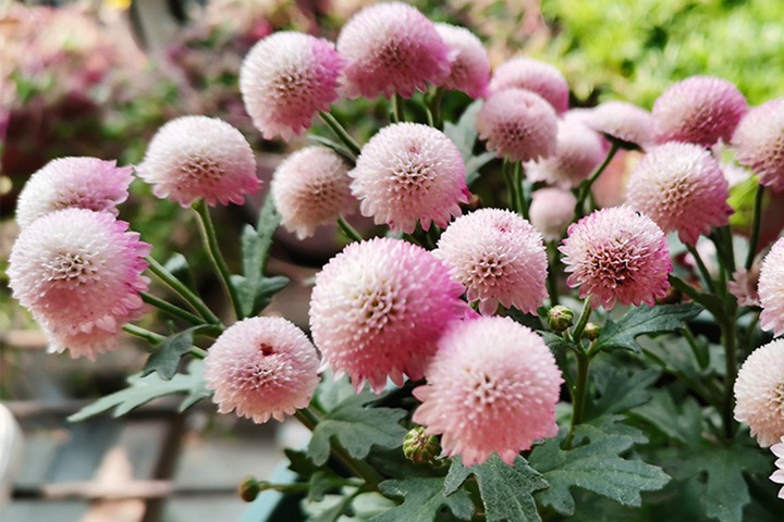 珠玉之卵的花期,怎么养护 珠玉之卵的花期,怎么养护