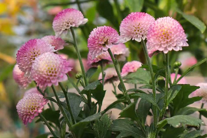 珠玉之卵的花期,怎么养护 珠玉之卵的花期,怎么养护