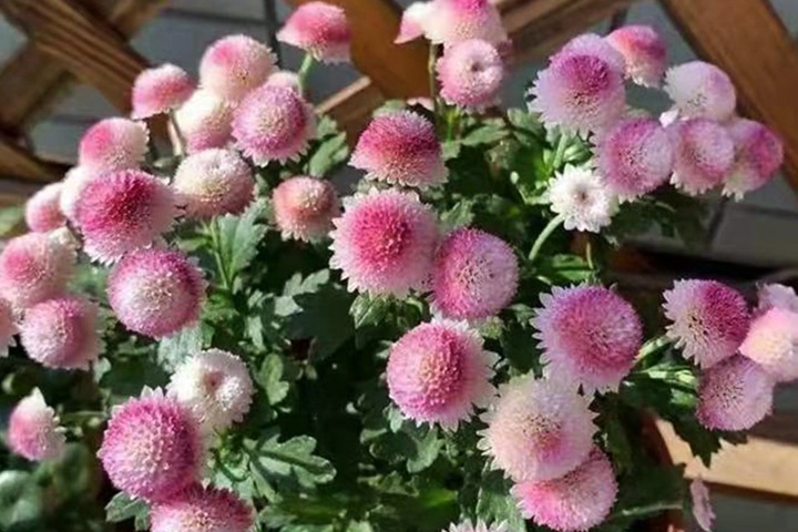 珠玉之卵的花期,怎么养护 珠玉之卵的花期,怎么养护