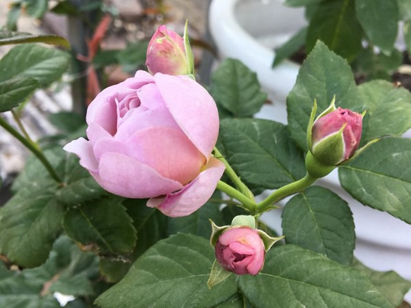 薰衣草花环-藤本月季 薰衣草花环-藤本月季