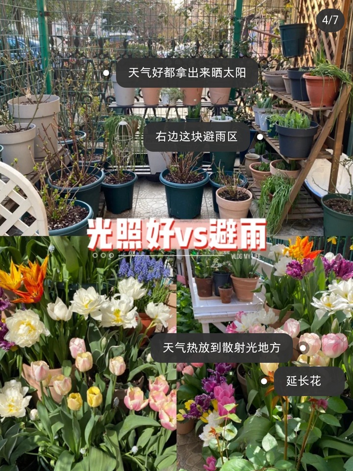 郁金香种植方法与技巧(多图详解) 郁金香种植方法与技巧(多图详解)