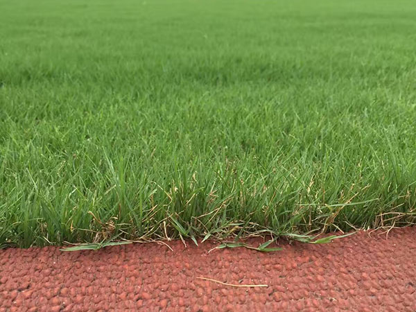 狗牙根草坪 狗牙根草坪
