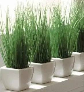 哪些花园植物具有驱蚊功效?