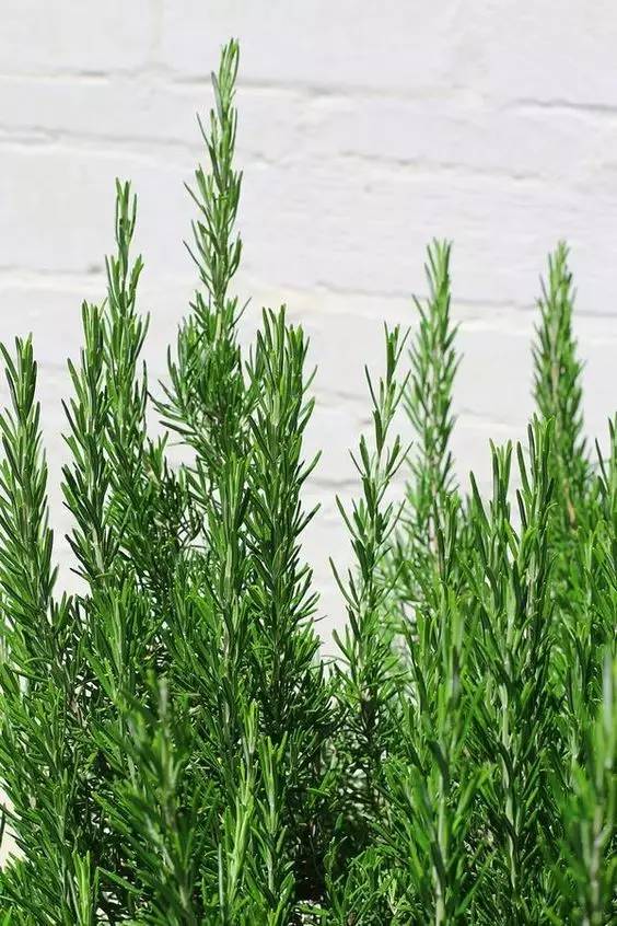 哪些花园植物具有驱蚊功效?