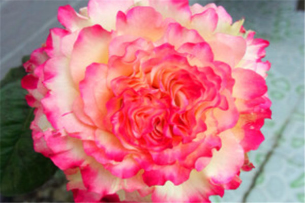 莲花 莲花