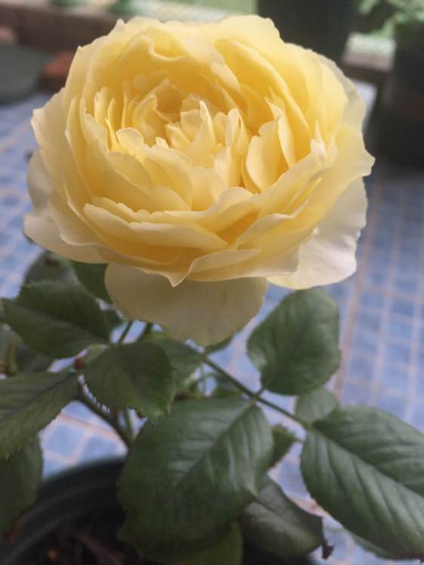 小黄鸡 小黄鸡