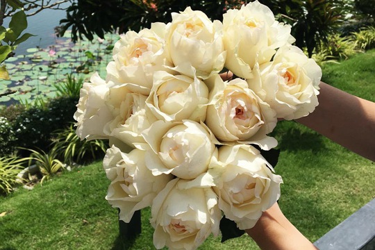奶油伊芙伯爵 奶油伊芙伯爵