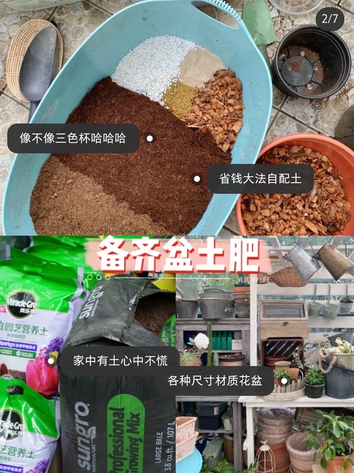郁金香种植方法与技巧(多图详解) 郁金香种植方法与技巧(多图详解)