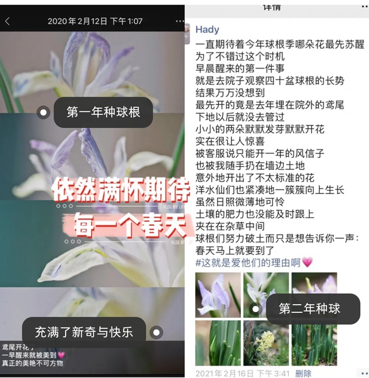 郁金香种植方法与技巧(多图详解) 郁金香种植方法与技巧(多图详解)