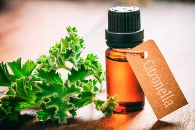 哪些花园植物具有驱蚊功效?