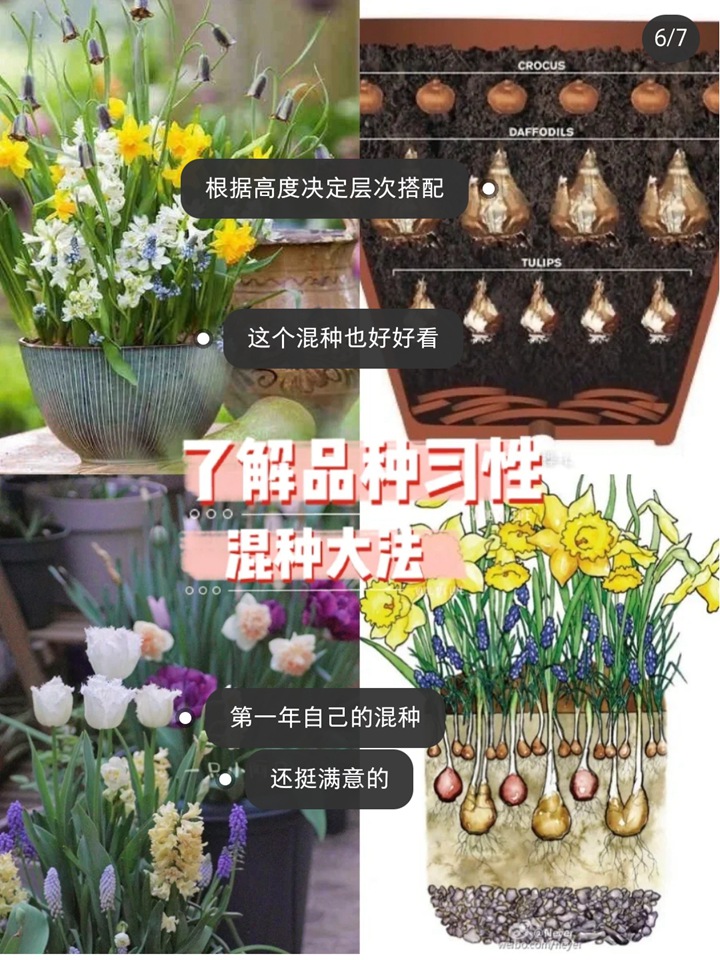 郁金香种植方法与技巧(多图详解) 郁金香种植方法与技巧(多图详解)