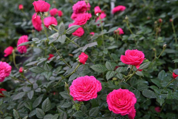 榴花秋舞 榴花秋舞