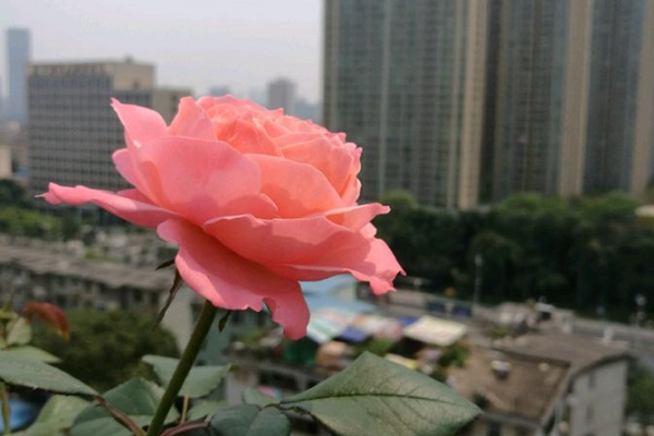 火烈鸟月季 火烈鸟月季