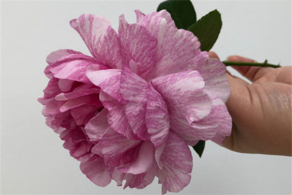 伊芙飞溅 伊芙飞溅