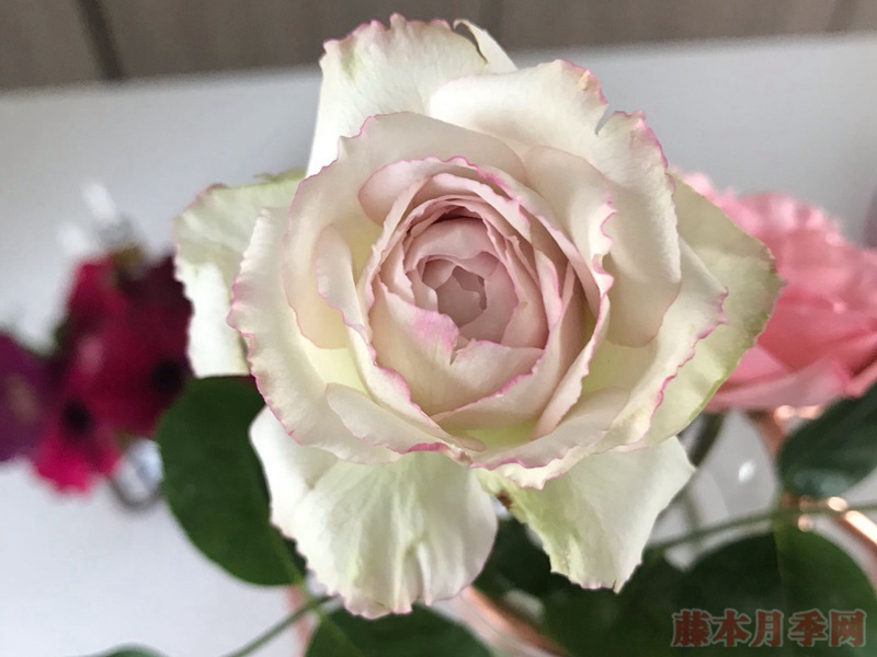 银色蕾丝 银色蕾丝