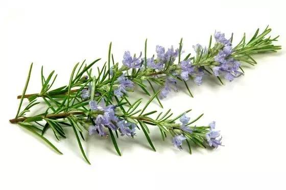 哪些花园植物具有驱蚊功效?