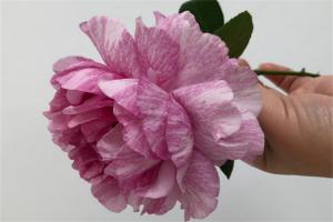 伊芙飞溅月季的优缺点