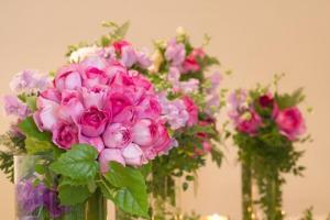 伊芙伯爵月季的优缺点